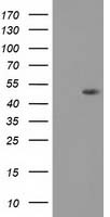 DOK2 Antibody