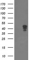 NUDT9 Antibody
