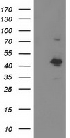STN1 Antibody