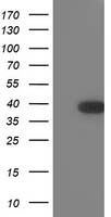 TOMM34 Antibody