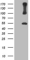 PSMD2 Antibody