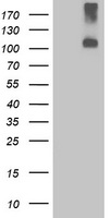 LGR4 Antibody