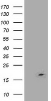 LSM1 Antibody