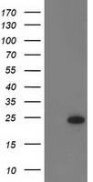 RGS5 Antibody