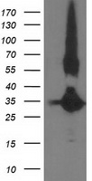 Monoacylglycerol Lipase Antibody