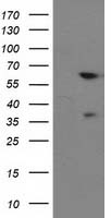BAIAP2 Antibody