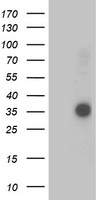 OSGEP Antibody