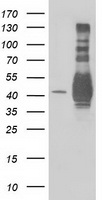 EB2 Antibody