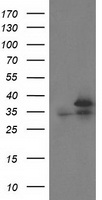 CDK2 Antibody