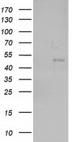NEU2 Antibody
