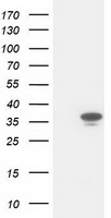 CDK2 Antibody