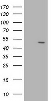AP2M1 Antibody