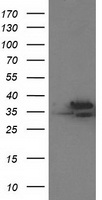 CDK2 Antibody