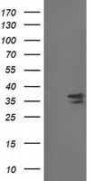 CDK2 Antibody