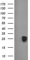 FGF21 Antibody