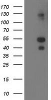 LMCD1 Antibody