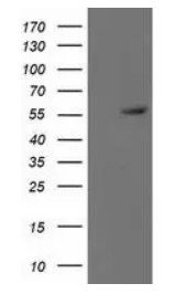 TP53 Antibody