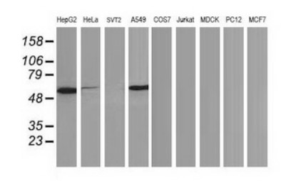 TP53 Antibody