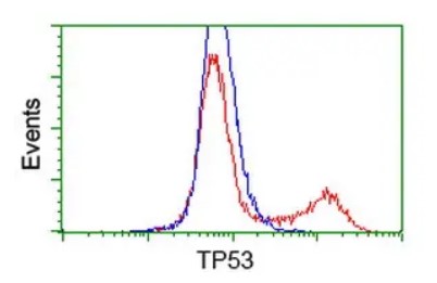 TP53 Antibody