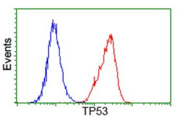 TP53 Antibody