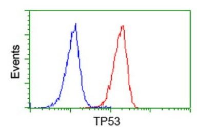 TP53 Antibody