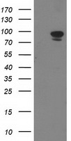 STAT5A Antibody