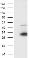 SSX1 Antibody