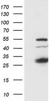SSX1 Antibody