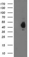 PDHA1 Antibody