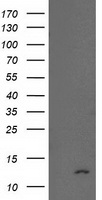 NDUFA7 Antibody