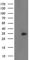 CCNB1IP1 Antibody