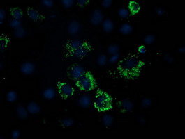 PDHA1 Antibody