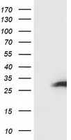 SSX1 Antibody