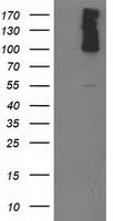 PDE2A Antibody