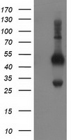 Beclin 1 Antibody