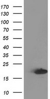 Destrin Antibody