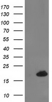 Destrin Antibody