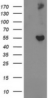 GBA3 Antibody