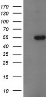GBA3 Antibody