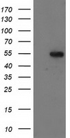 GBA3 Antibody
