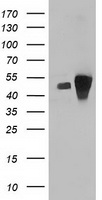 ARFGAP1 Antibody