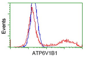 ATP6V1B1 Antibody