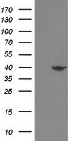 NECAB1 Antibody