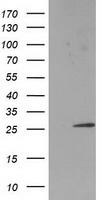 SSX1 Antibody