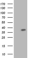 RASSF1 Antibody