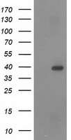 RASSF1 Antibody