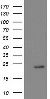 NDUFB9 Antibody