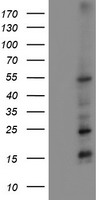 MEF2C Antibody