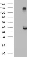 RASSF1 Antibody