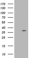 RASSF1 Antibody